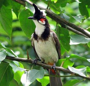 Pcp condor quý tráng