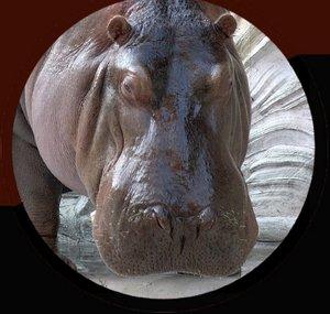 The Hippo