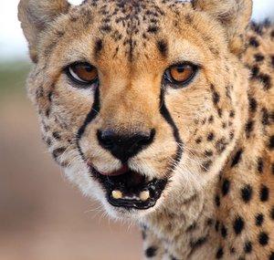 wildlife-TV