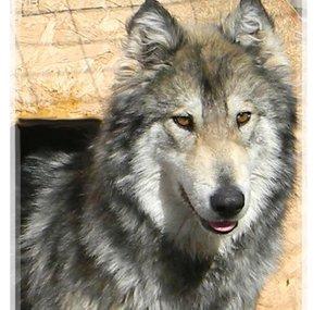 Wolf Dogs (WOLF HUSKY PUPS)