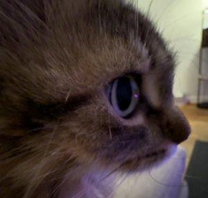 bleb