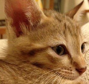 El Gato Siri