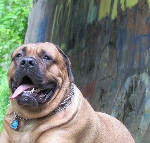 English Mastiff