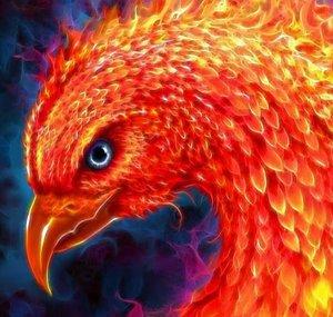 Phoenix 24