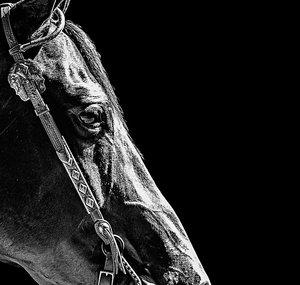 Superlative Equine