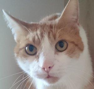 Another Boring Cat Channel