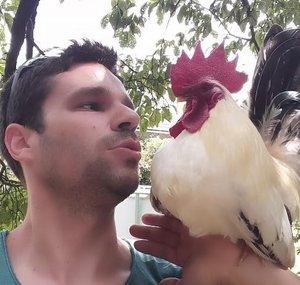 Hen Hero