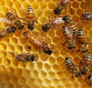 Woolie B's Apiary