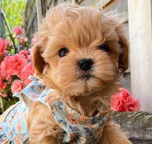 Cute Maltipoo & Maltese Puppies 