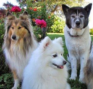 Fantail Dogs