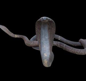SNAKE MAN