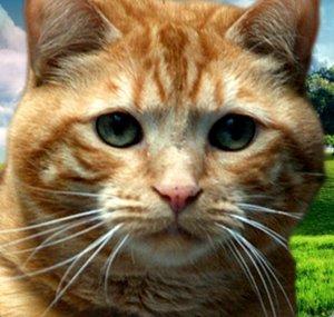 Videos For Your Cat