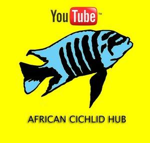 African Cichlid Hub