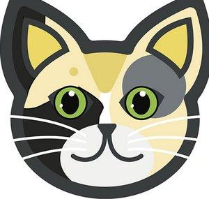 Cute Avalanche Foster Cat Cam