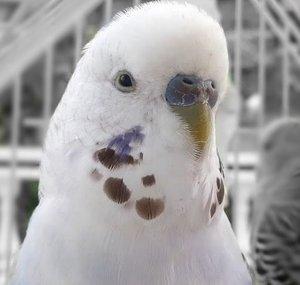 Denny the Budgie