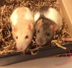Shadow The Rat