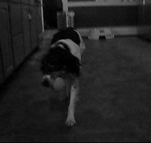 StopMotionAgility