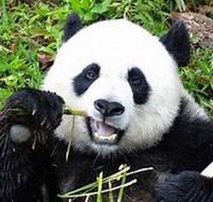 Stranded Panda
