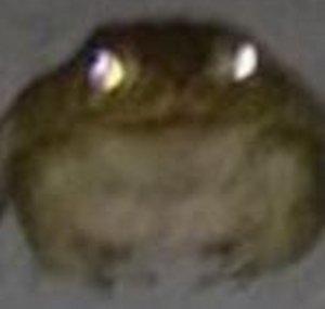 Zaintew