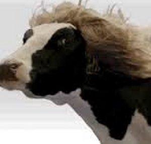 An Magical Cow