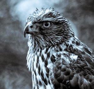 BlackFalcon16