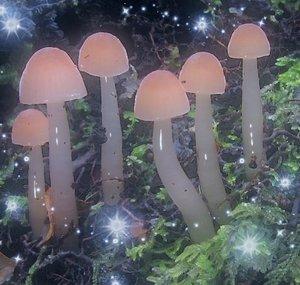 pinkmushrooms