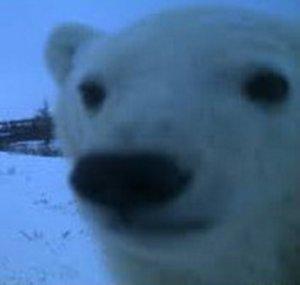 PoleBear_