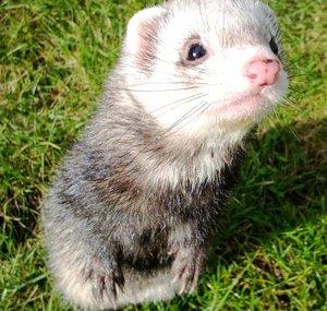 Positive Ferrets