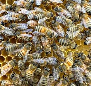 Cart Path Farm Apiary