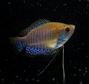 Fishplore.com