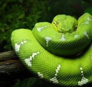 HerpCare101