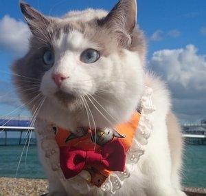 Oliver The Ragdoll Kitten