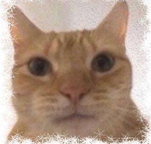 Ste-cat 