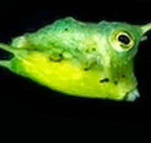TheSlimySquid