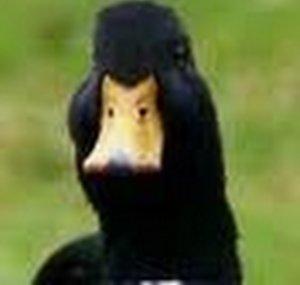 LookImJustADuck