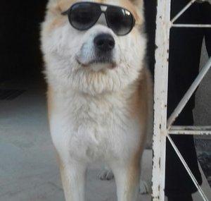 LOVING DOGS
