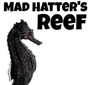 Mad Hatter's Reef