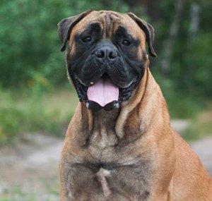 Will Atherton Bullmastiff Show