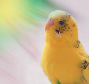 Happy-chan the bird