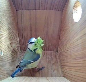 Live Nest Box Camera 2025 - Loughborough, UK