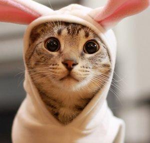 NylahKitty