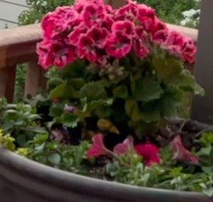 Relaxing In My Garden