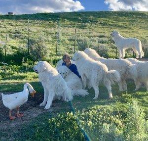 Big Horn Mountain Alpacas