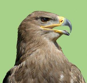 Falcon_HANDSHAKE Streams!