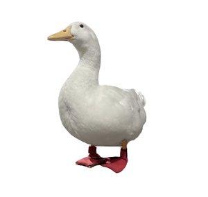 I took my duck to...