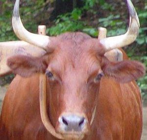 an ox