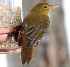 Backyard Birds Cincinnati