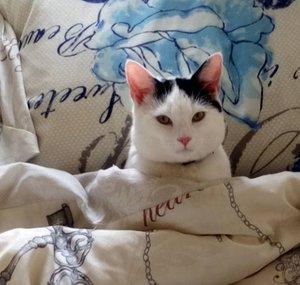 Black and White Cats