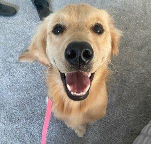 Charlie the Golden Retriever