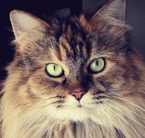 Shay, The Fluffy Furball Cat